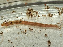 Midge larva